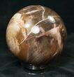 Colorful Petrified Wood Sphere #15113-1